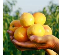 comprare semi di pesco, estremamente resistenti, varietà antiche, esotiche, 30pcs