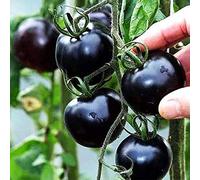 comprare semi di pomodoro invernali regalo da giardino antiche varietà Pasqua per le donne balcone 1000pcs