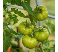comprare semi di pomodoro varietà antiche da balcone resistenti con orto esotiche giardino regalo 30pcs