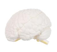 COMPUKAS Modello di Cervello Umano in Pvc a 3 Parti Smontabili Modello Didattico per Studenti Strumento di Insegnamento per Lezioni di Biologia e Ricerca Psicologica Sezione Dettagliata