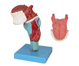Con lingua, modello medico della gola, anatomia, scheletro, 5 parti, 55 indicazioni digitali for la visualizzazione e l'insegnamento