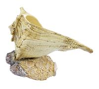 Conch Design Da Con Decorativo Per E Casa