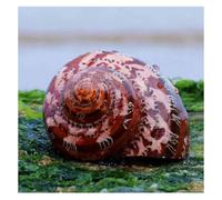 Conchiglia, 5-7 cm decorazioni nuziali, feste a tema spiaggia, la(6~7cm)
