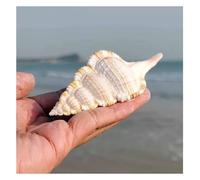 Conchiglia, Conchiglia 6~8 cm decorazioni nuziali, feste a tema spiaggia