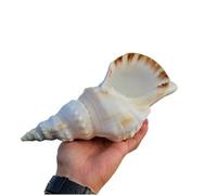 conchiglia, Conchiglie di mare naturali(25cm)