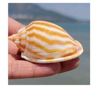 Conchiglia, Lumaca di anguria conchiglie da 5 ~ 7 cm fai te, decorazioni