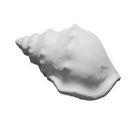 Conchiglia Marina Decorativa Stampata 3D - Modello Realistico di Oceano