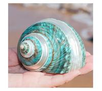 Conchiglia naturale grande conchiglia conchiglia, Conchiglie di granchio eremita Conchiglia di mare grande media Turbo Conchiglia di mare naturale(9~10cm)