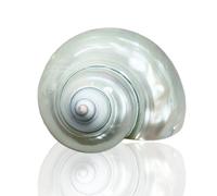 Conchiglia naturale grande conchiglia conchiglia, Conchiglie di mare da 8 a 9 cm, conchiglie oceaniche da 7 a 9 cm perfette for decorazioni nuziali, decorazioni for la casa, artigianato fai da te (1 p