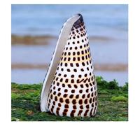 conchiglie， 6-11 cm Decorazioni for feste, matrimoni, casa, accessori(6~7cm)