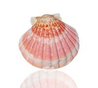 conchiglie， 9-10 cm for decorazioni for matrimoni, feste a tema spiaggia, for la casa, acquari, paesaggistica, 9(9cm)