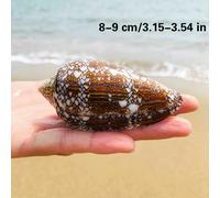 Conchiglie Asprella Naturali Decorazioni Per Acquario Di Pesci
