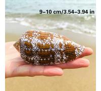 Conchiglie Asprella Naturali Decorazioni Per Acquario Di Pesci