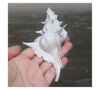 conchiglie， Conchiglie oceaniche giganti da 12 a 13 cm, perfette for feste a tema e decorazioni for la casa(12 to 13cm)