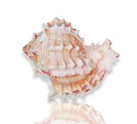Conchiglie da collezione, conchiglie decorative perfette for matrimoni, decorazioni for la casa, paguri, acquari(8~9cm)