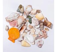 Conchiglie decorative da 120 g, conchiglie decorative per il fai da te, conchiglie marine miste, conchiglie marine per il fai da te, stelle marine naturali per il fai da te per il fai da te per il fai