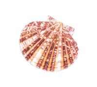 Conchiglie decorative di capesante | Naturali, varie dimensioni, colori sottili | Ideale per artigianato, decorazioni e artigianato.