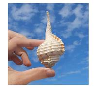 Conchiglie di mare, conchiglie 5 ~ 8 cm per decorazione di nozze festa a tema spiaggia feste a tema, decorazioni per la casa (7 ~