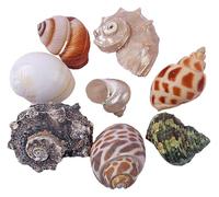 Conchiglie di mare for decorazioni artigianali sostitutive del granchio eremita