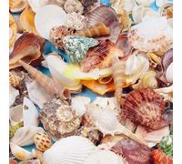 Conchiglie di Mare Miste, Misto Oceano Spiaggia Conchiglie, Naturale Marine Conchiglia, Conchiglie per Artigianato, 200g Conchiglie Miste per Riempitivi Tema da Spiaggia Decorazioni Matrimoni