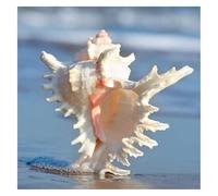 conchiglie， Enormi conchiglie rare oceaniche da 10 a 21 cm, perfette for decorazioni for matrimoni, feste a tema, acquari(10~11cm)
