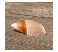 Conchiglie marine, conchiglie, 4 ~ 6 cm per decorazioni di nozze, feste a tema spiaggia, decorazioni per la casa, artigianato fai da te,