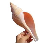 Conchiglie naturali, Conchiglia lunga e profumata, 26-28 cm, grande conchiglia naturale, bellissima conchiglia decorativa for opere d'arte, matrimonio, 28 cm(26cm)