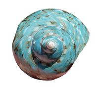 Conchiglie naturali, Conchiglia naturale extra large, grande conchiglia, ornamento di stelle marine imbottite, grande conchiglia verde, acquario, decorazione for la casa, fai da te(8~9CM)