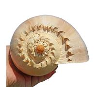 Conchiglie naturali, Conchiglie giganti da spiaggia, ideali for acquari, decorazioni for matrimoni, feste a tema, for la casa(F)