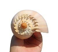 Conchiglie naturali, Conchiglie giganti da spiaggia, ideali for acquari, decorazioni for matrimoni, feste a tema, for la casa(Onecolor)