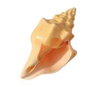 Conchiglie naturali, Conchiglie grandi naturali for decorazioni fai da te(18~19cm)