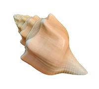 Conchiglie naturali, Conchiglie naturali da medie a grandi(E)