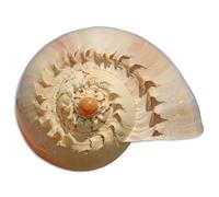 Conchiglie naturali, Conchiglie naturali Lumaca dorata Conchiglie giganti 10-23 cm Ornamento for acquario Fai da te Collezionista artigianale for matrimonio Spiaggia Tema Festa Decorazione(20~21cm)