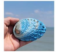 Conchiglie naturali, conchiglie per l'artigianato, Conchiglie di abalone blu naturale, conchiglia di mare oceanica, conchiglia da esposizione lucidata, perfetta for matrimoni, decorazioni for la casa,