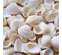 Conchiglie naturali da spiaggia, 280 g, per fai da te, piccole conchiglie in mare profondo, conchiglia in noce di cocco