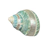Conchiglie naturali di ricambio, Conchiglia di 9-10 cm for paguro acquario, decorazioni fai da te for casa e spiaggia, matrimoni