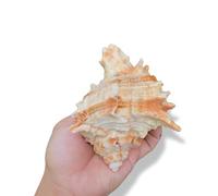 Conchiglie naturali di ricambio, Conchiglia rosa di diverse misure for casa e acquario(10~12cm)
