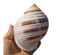 Conchiglie naturali di ricambio, Conchiglie di diverse dimensioni(M)