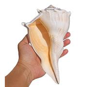 Conchiglie naturali di ricambio, Conchiglie di mare da 4 a 7 pollici, decorazioni for la casa, spiaggia, matrimonio, festa, acquario, collezionisti di conchiglie(G)