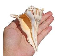 Conchiglie naturali di ricambio, Conchiglie di mare da 4 a 7 pollici, decorazioni for la casa, spiaggia, matrimonio, festa, acquario, collezionisti di conchiglie(B)