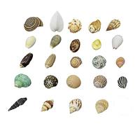 Conchiglie naturali di ricambio, Confezione da 185 conchiglie multicolori da 1 a 12 cm(A)