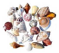 Conchiglie naturali di ricambio, Confezione da 185 conchiglie multicolori da 1 a 12 cm(C)