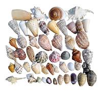Conchiglie naturali di ricambio, Confezione da 185 conchiglie multicolori da 1 a 12 cm(D)