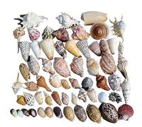Conchiglie naturali di ricambio, Confezione da 185 conchiglie multicolori da 1 a 12 cm(E)