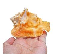 Conchiglie naturali di ricambio, Confezione da 3 grandi conchiglie naturali for decorazioni a tema spiaggia, riempitivo for vasi di acquari, diverse misure(A,L)