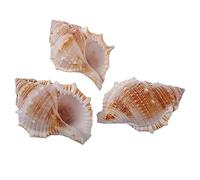 Conchiglie naturali di ricambio, Confezione da 7 gusci di paguro di diverse dimensioni for la decorazione sostitutiva dell'acquario(A)