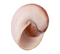 Conchiglie naturali di ricambio, Confezione da 7 gusci di paguro di diverse dimensioni for la decorazione sostitutiva dell'acquario(D)