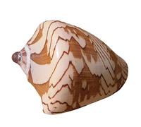 Conchiglie naturali di ricambio, Confezione di grandi conchiglie naturali for decorazioni di nozze in acquari, diverse misure(A)