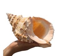 Conchiglie naturali di ricambio, Grandi conchiglie naturali di diverse dimensioni (11-27 cm)(15cm)