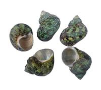 Conchiglie naturali di ricambio, Gusci di granchio eremita naturali, conchiglie di ricambio multicolori, diverse misure(Green,S)